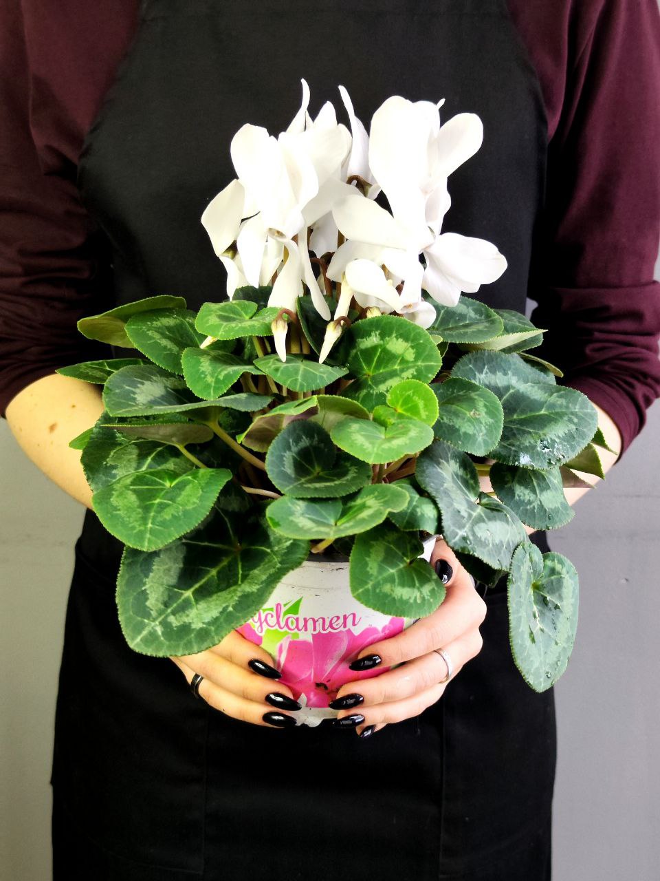 Цикламен Европейский Белый (Cyclamen Europaeum White) D12см