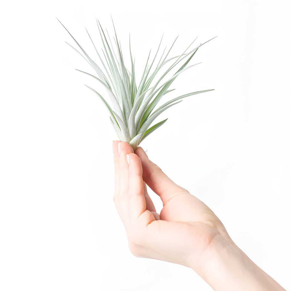 Тилландсия  Сильвер (Tillandsia Silver)