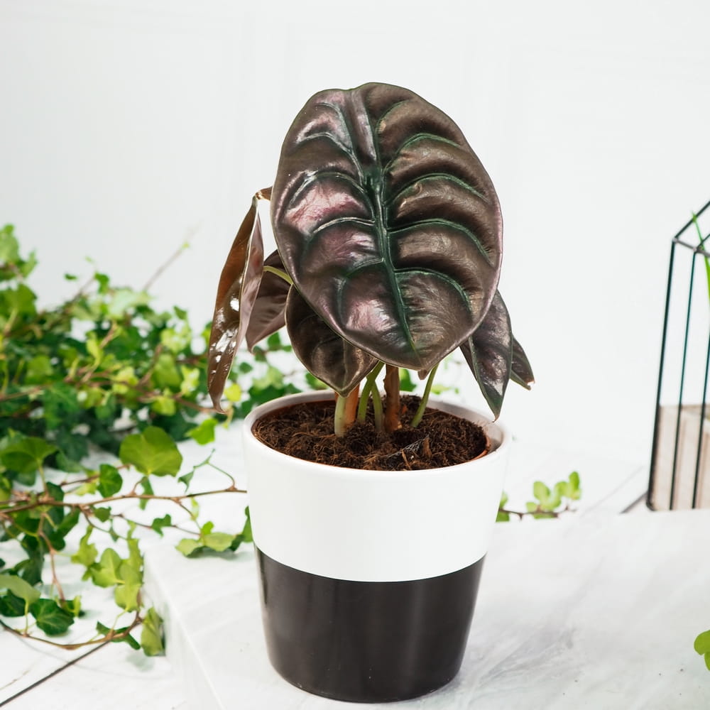 Алоказия Купера Ред Секрет, Купрея (Alocasia Cupera Red Secret) D6см