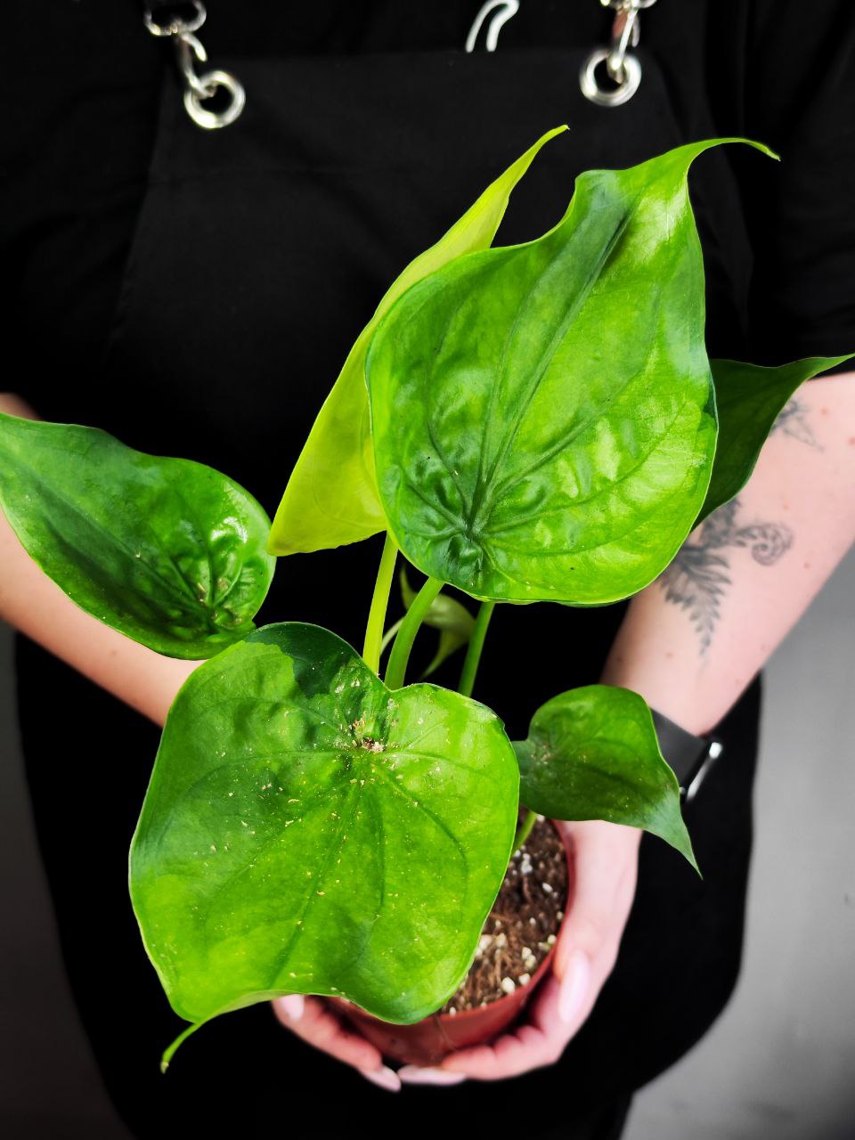 Алоказия Кукулата Вариегатная (Alocasia Cucullata Variegated) D12см