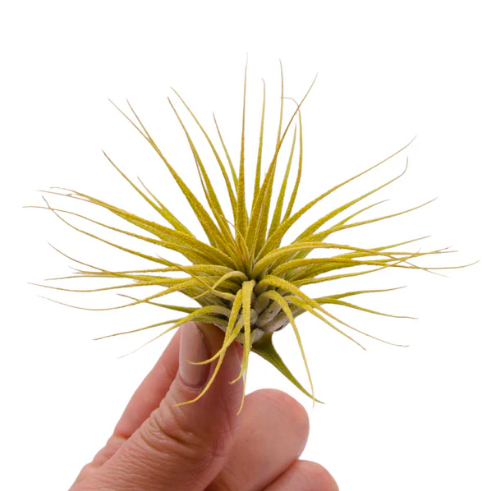 Тилландсия Ионанта Желтая (Tillandsia Ionantha Yellow)
