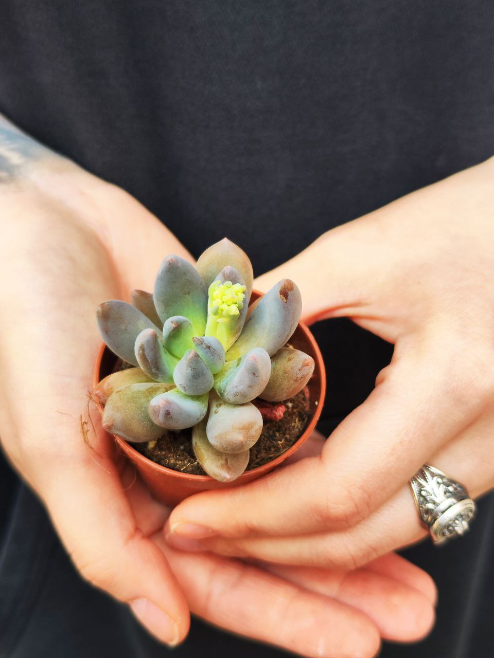 Пахифитум Брактеосум Фиткай (Pachyphytum Bracteosum Fitkai) D5см