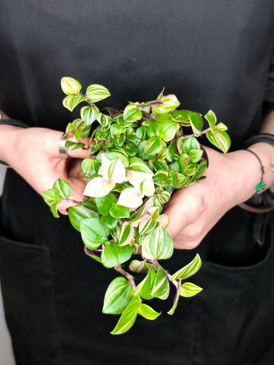 Традесканция Триколор Роза (Tradescantia Tricolor Rosa) D6см