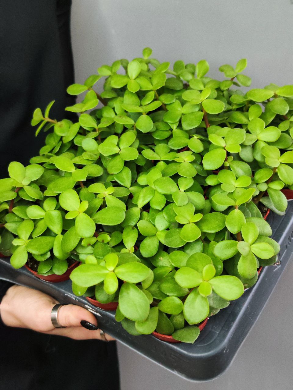 Портулакария Афра (Portulacaria Afra) D5см