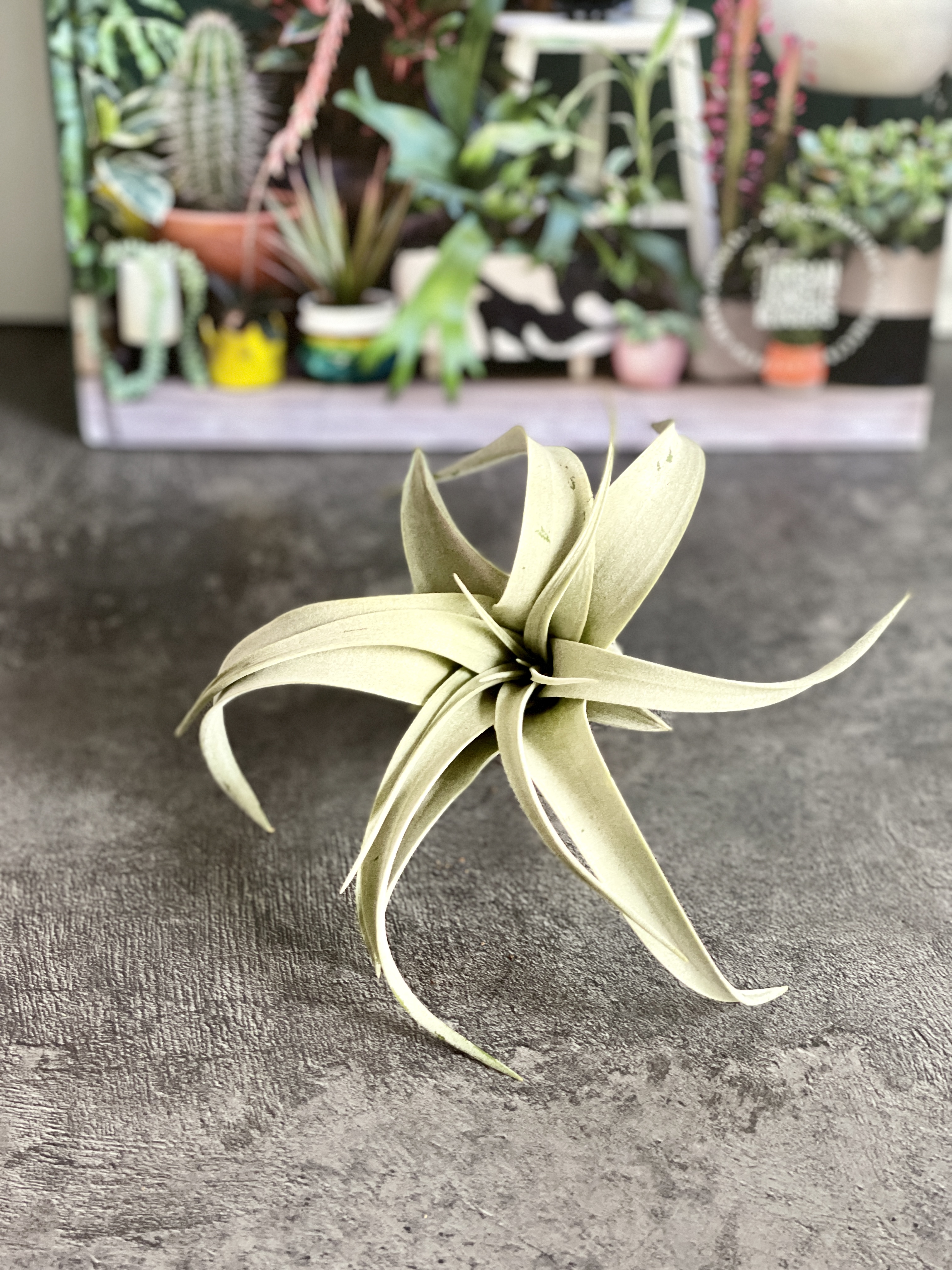 Тилландсия ксерографика, росточек (Tillandsia xerographica)