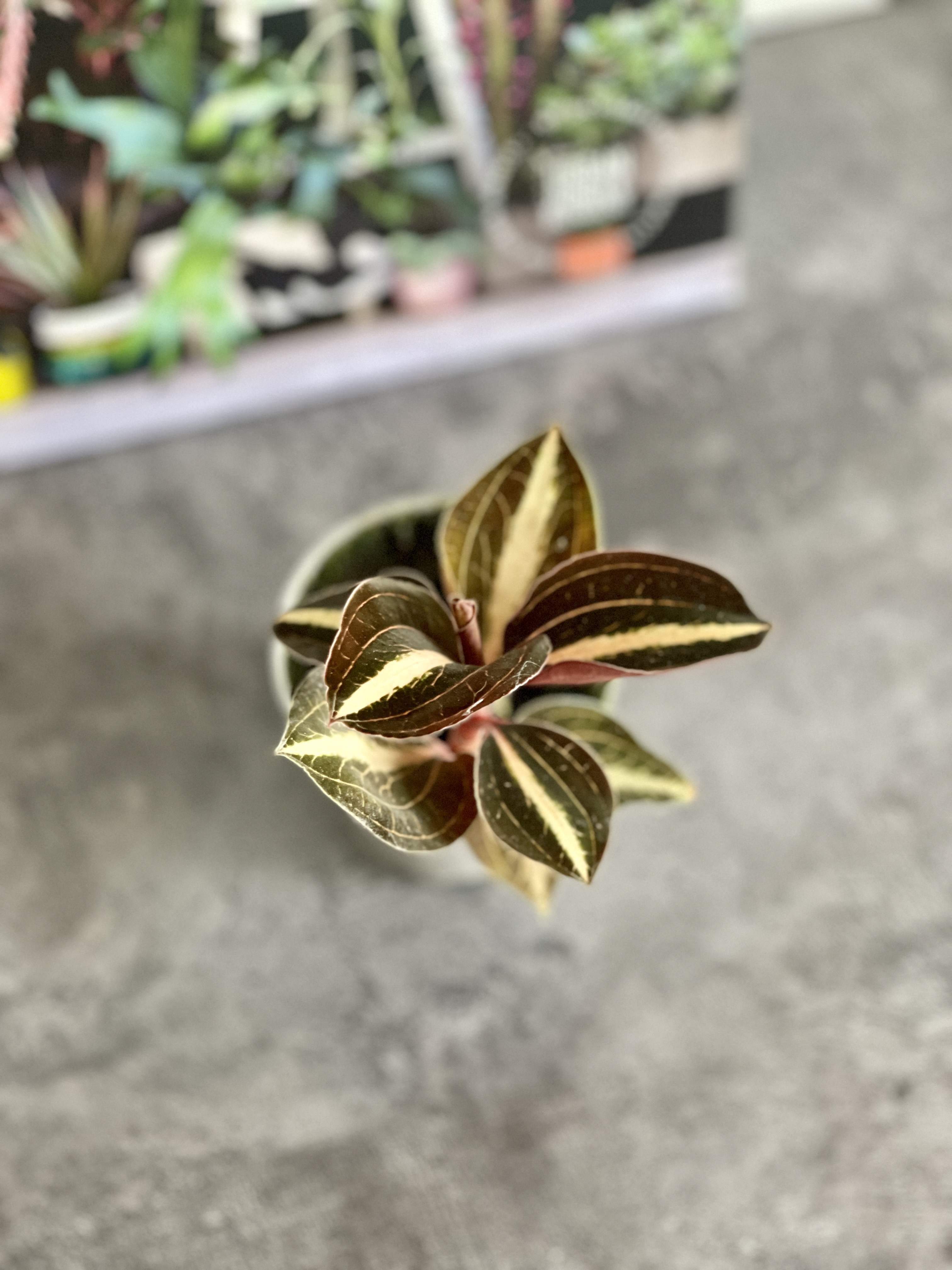 Орхидея Драгоценная Карма Эмбер (Jewel Orchid Karma Amber) D7см