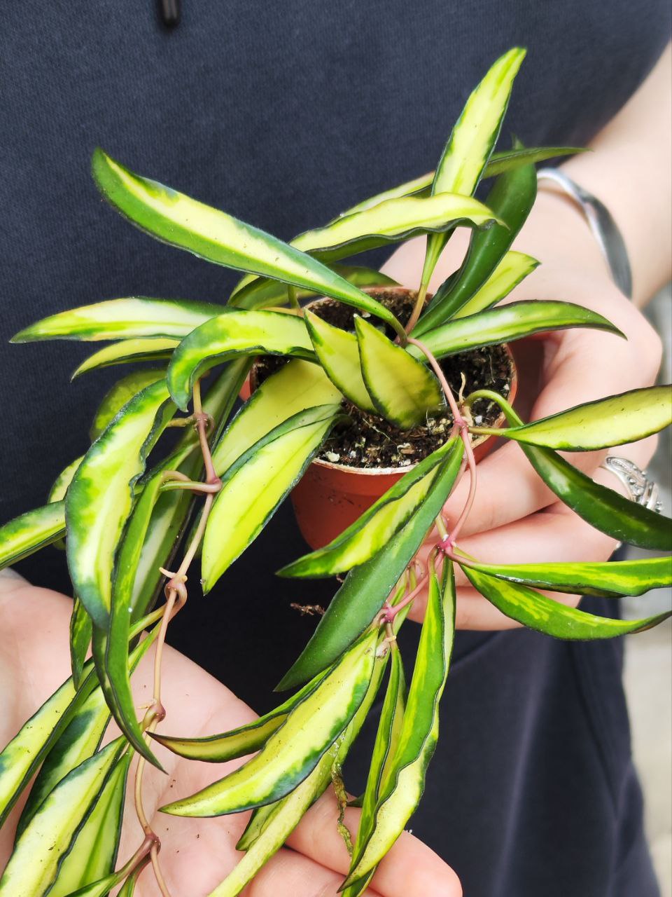 Хойя Вайети Триколор (Hoya Wayetii Tricolor) D6см