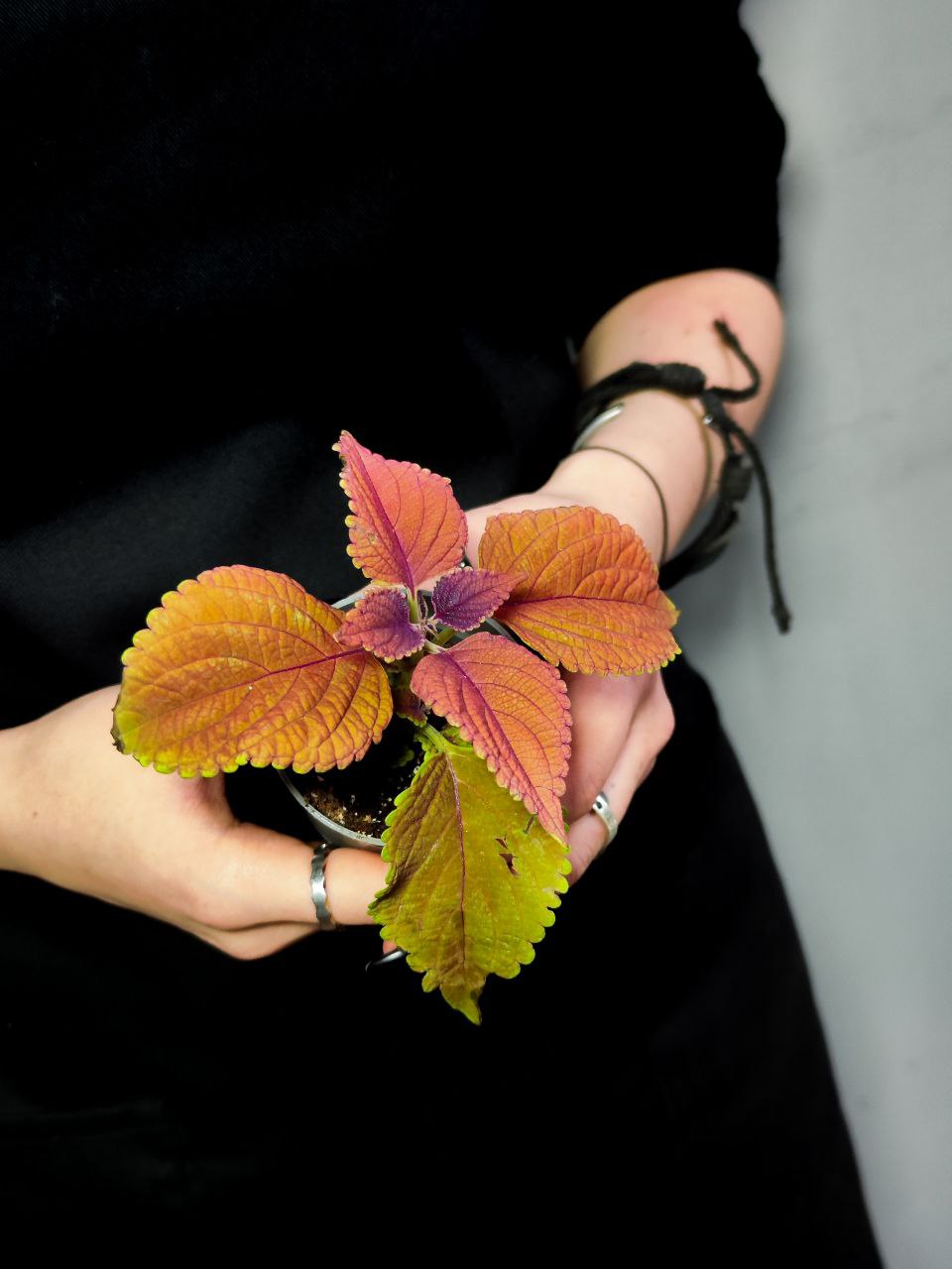 Колеус Визард Сансет (Coleus Wizard Sunset) D6см