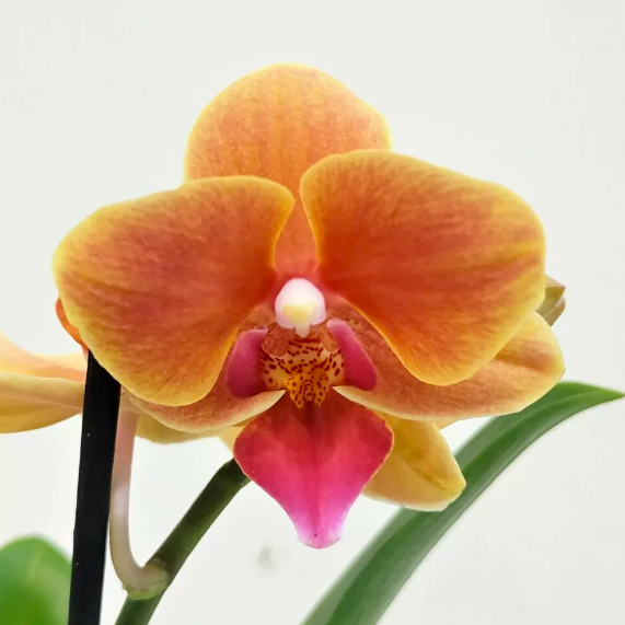 Орхидея Фаленопсис Персиковая (Phalaenopsis Multiflora) D6см