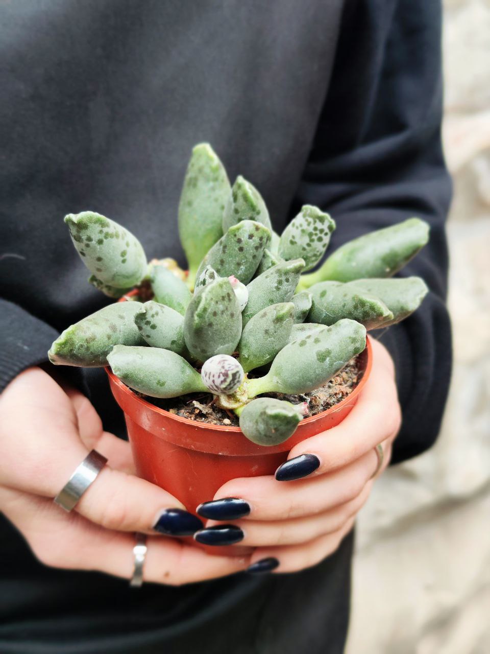 Адромискус Грей (Adromischus Grey) D8см