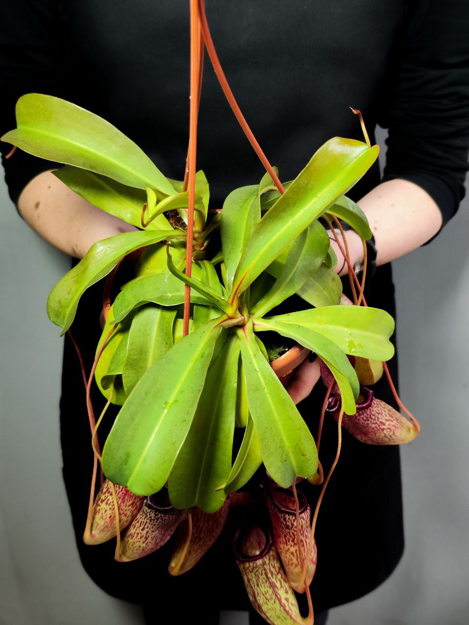 Непентес Сэм (Nepenthes Sam) D14см