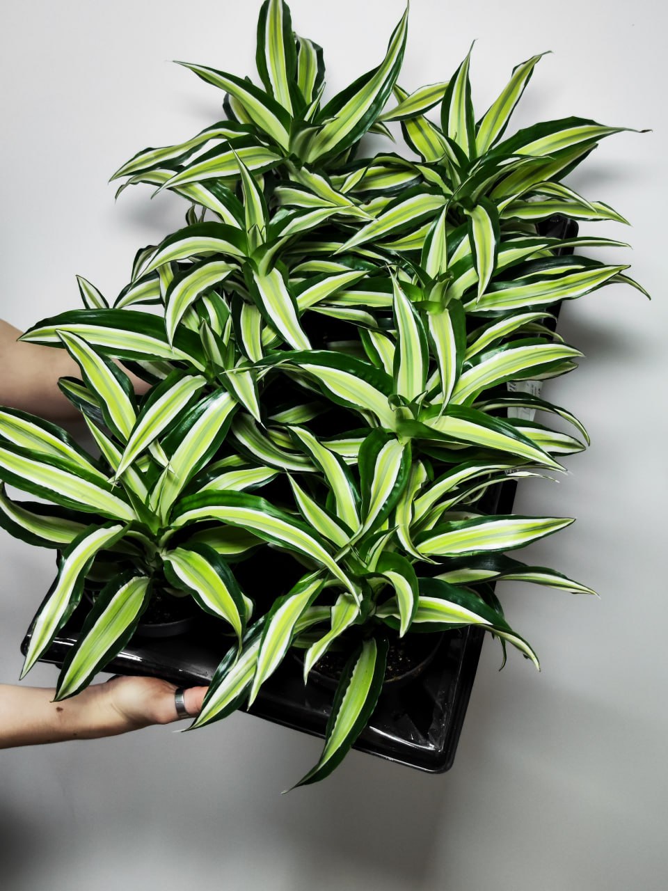 Драцена Фрагранс Малайка (Dracaena Dragontree Malaika) D12см