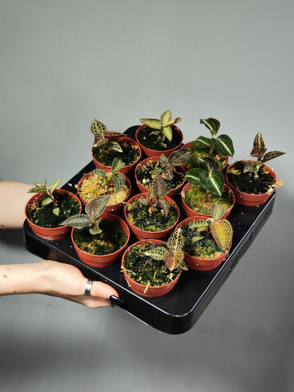 Орхидея Драгоценная Макодес Петола Топаз (Jewel Orchid Macodes Petola Topaz) D7см