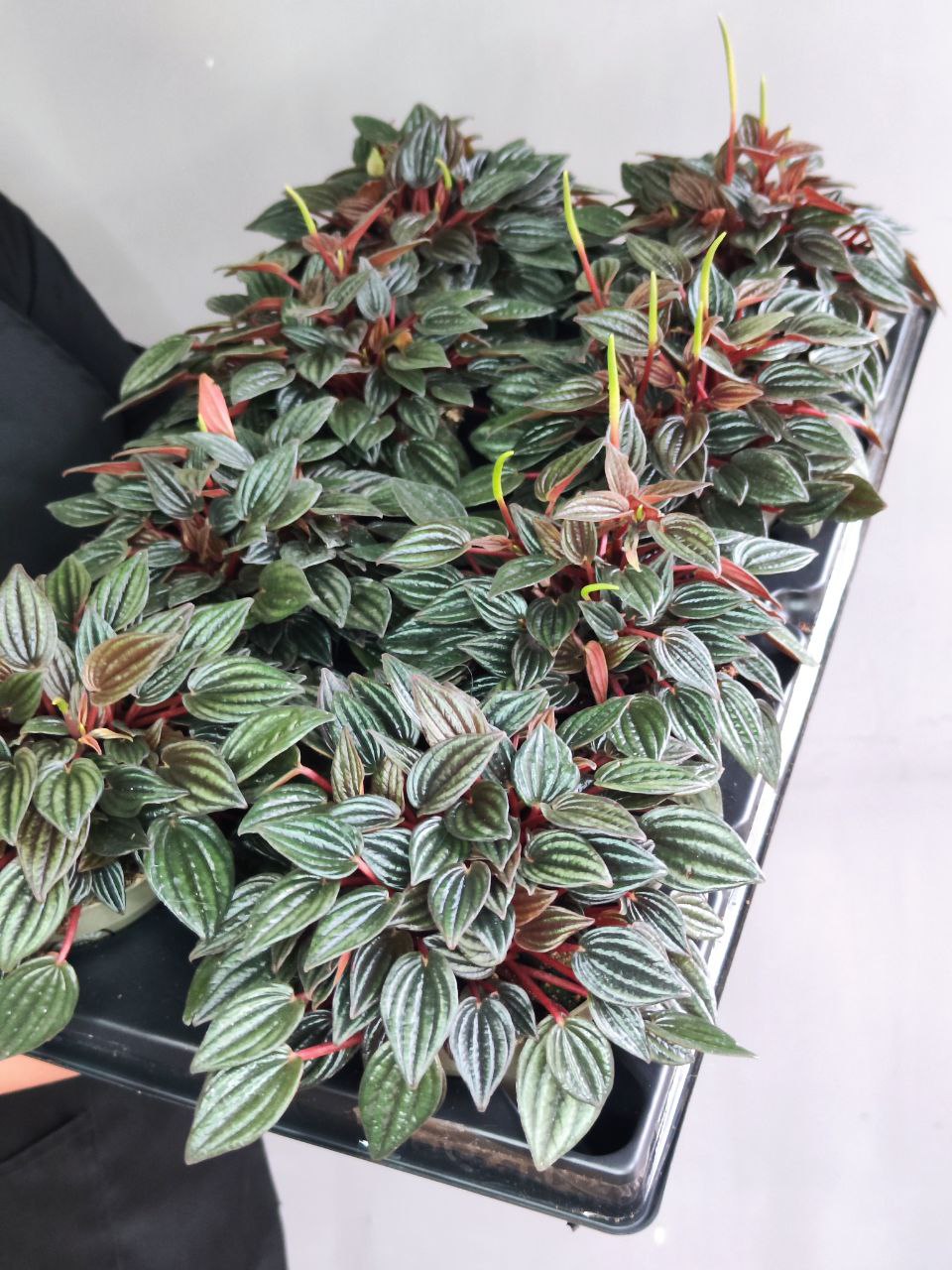 Пеперомия Лима (Peperomia Lima) D11см