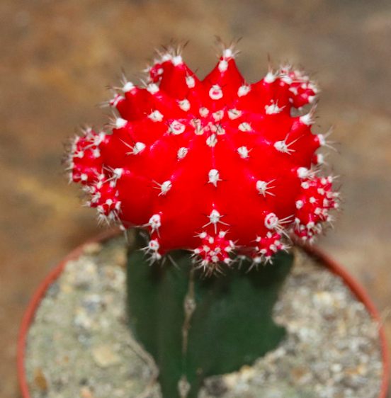 Кактус Гимнокалициум Михановича Красный (Gymnocalycium Mihanovichii Red) D5см