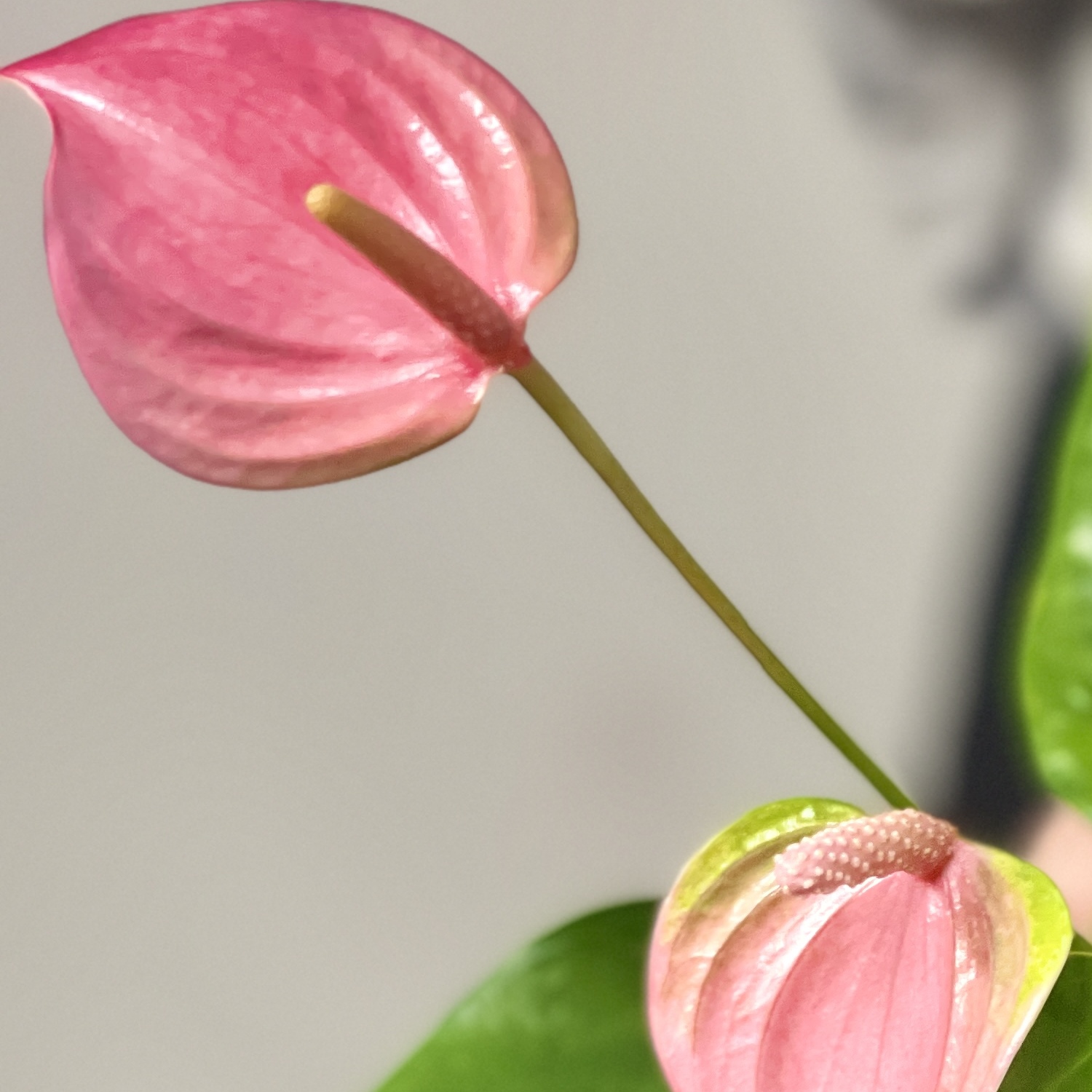 Антуриум Андреанум Карма Джоли (Anthurium Andreanum Karma Joli) D9см