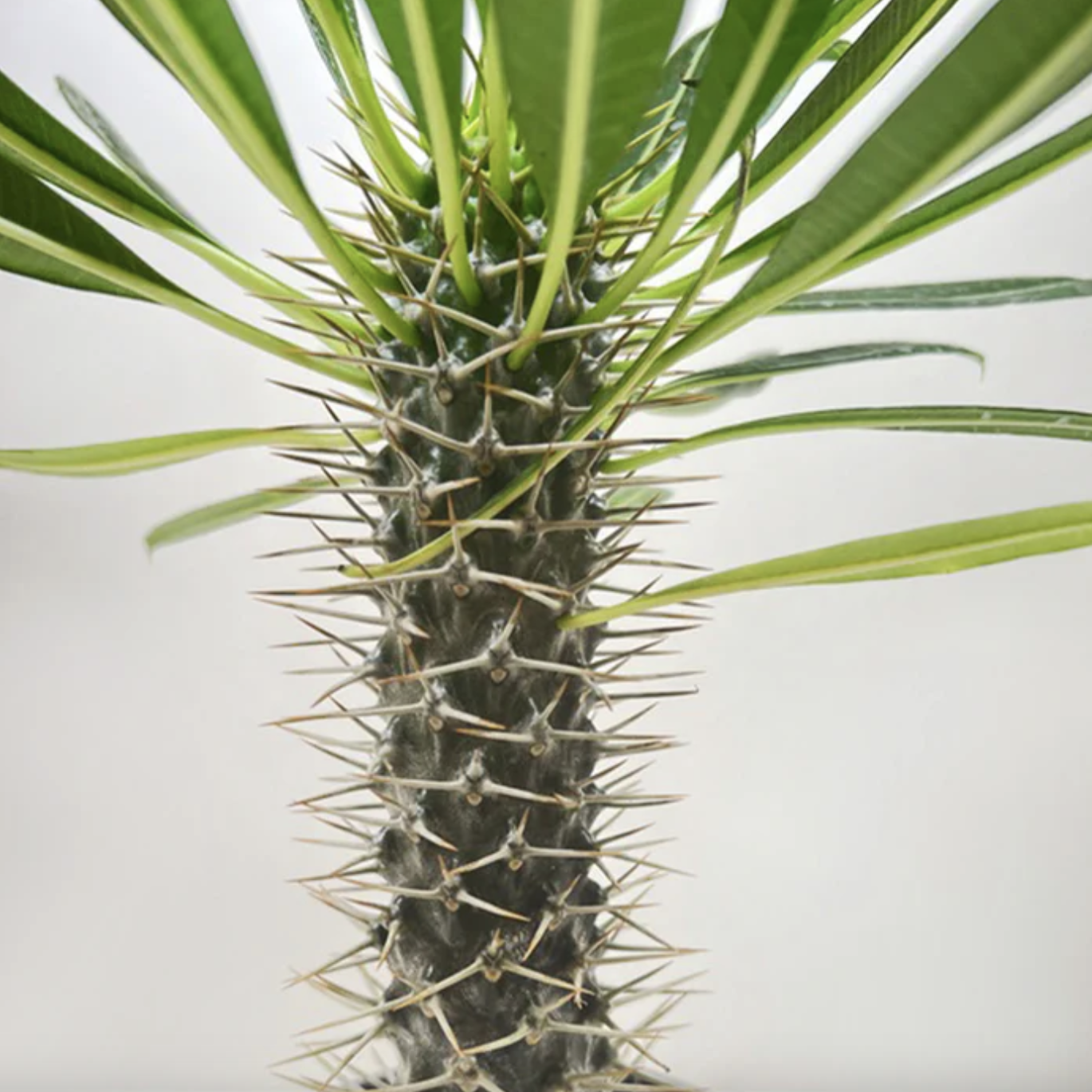 Пахиподиум Ламера, Суккулентное Дерево (Pachypodium Lamerei) D6см