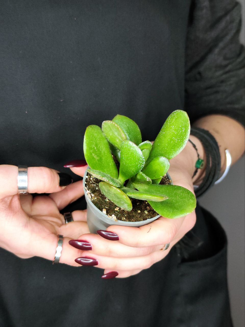 Толстянка Яйцевидная, или Денежное Дерево (Crassula Ovata) D5см