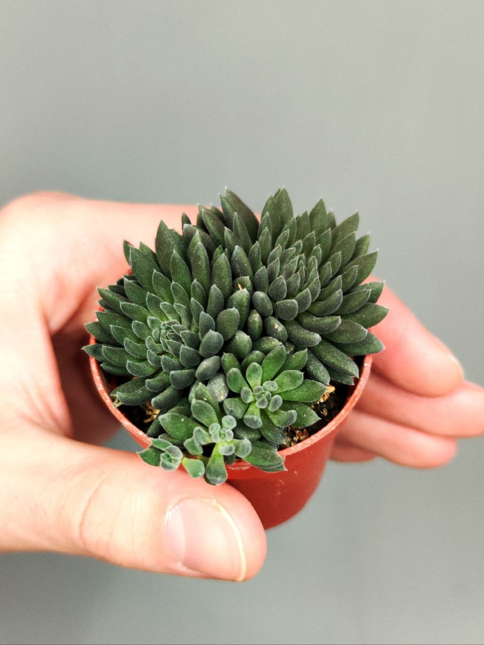 Синокрассула Юннаньская (Sinocrassula Yunnanensis) D5см