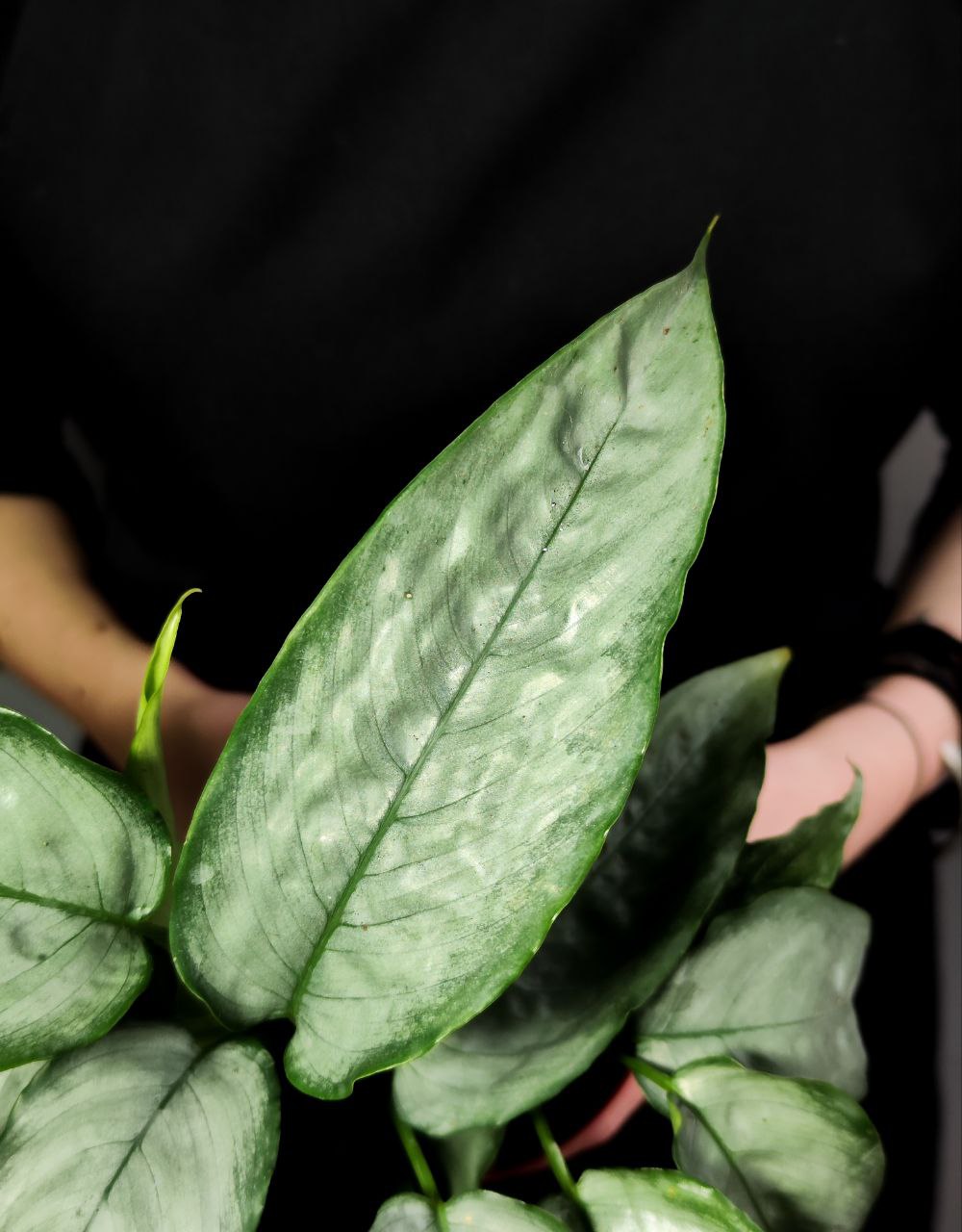 Шизматоглоттис Сильвер Форм (Schismatoglottis Sp. Silver form) D10см