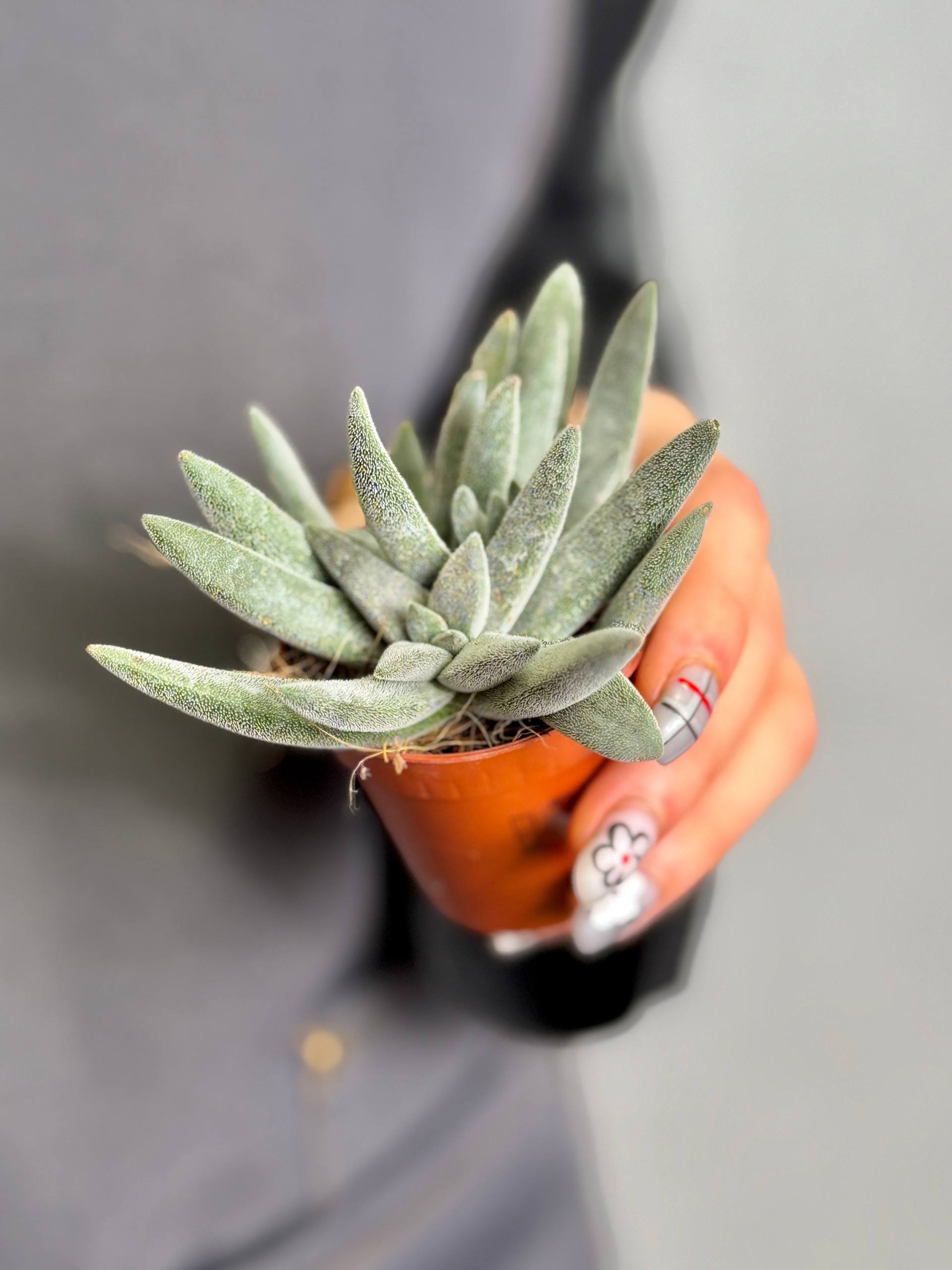 Крассула Сильвер Спарк (Crassula Silver Spark) D5см
