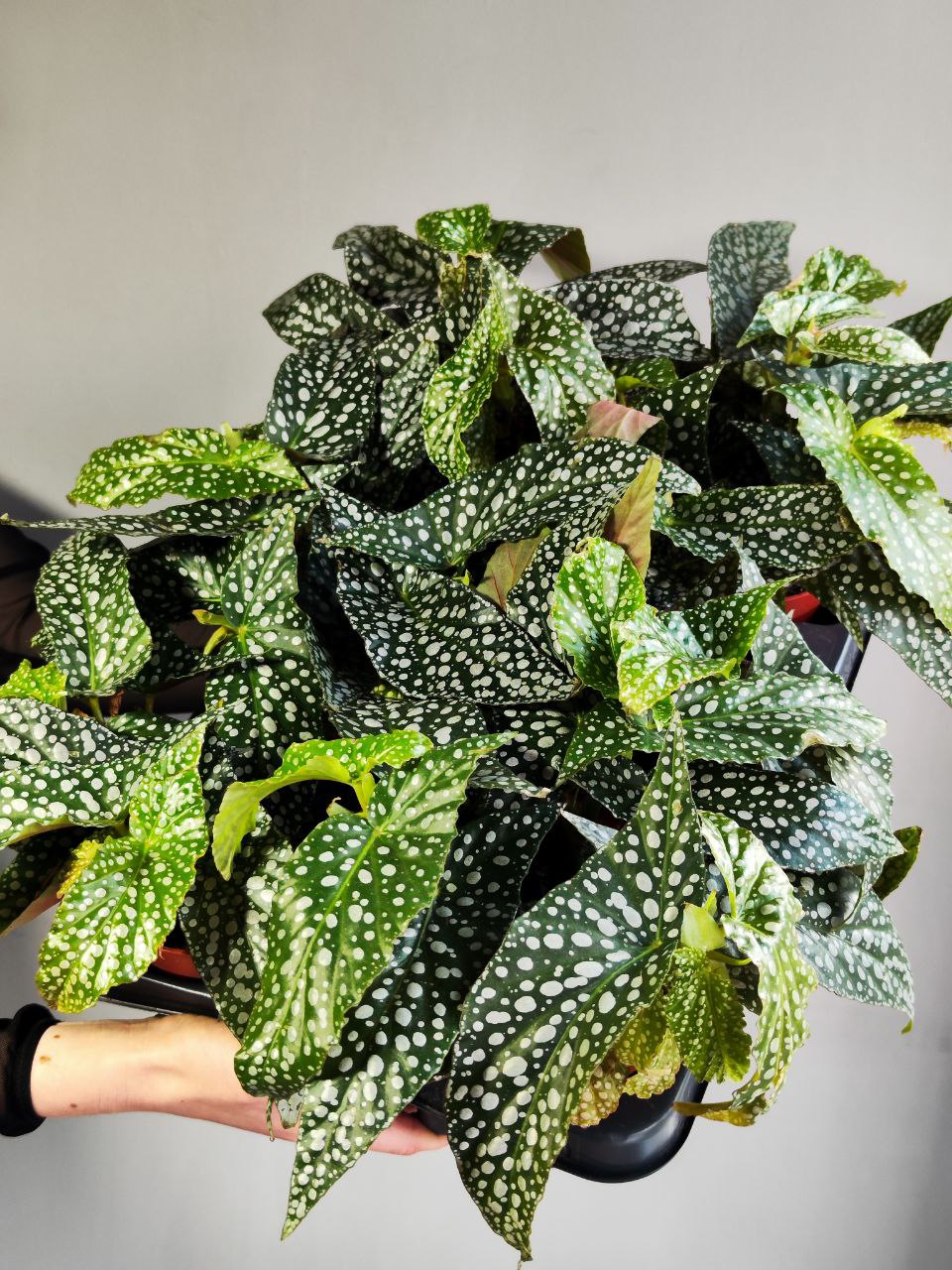 Бегония Дабл Дот (Begonia Double Dot) D12см