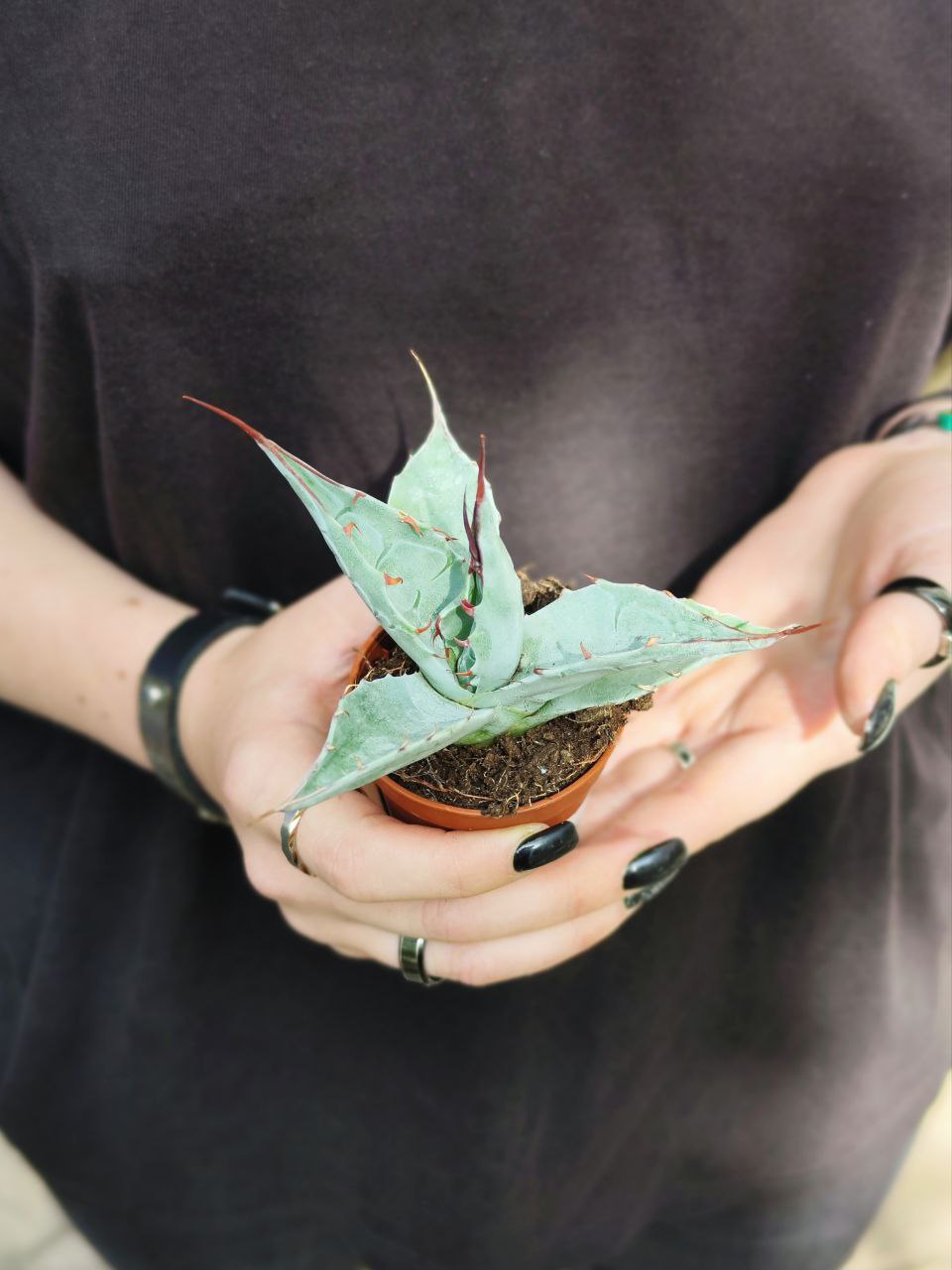 Агава Паррасская (Agave Parrasana) D5см