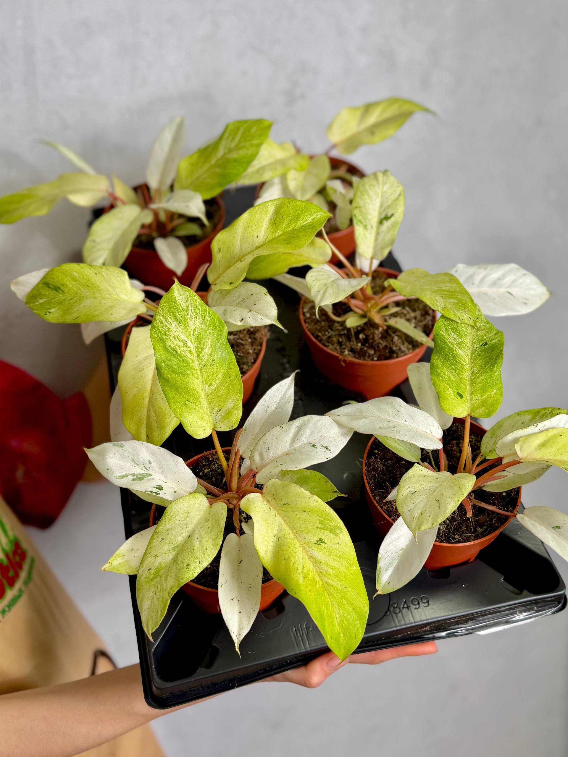 Филодендрон Сноудрифт (Philodendron Snowdrift) D12см