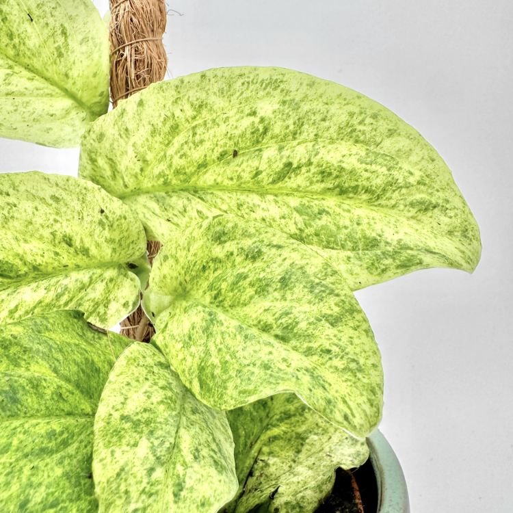Рафидофора Кортхалса Марбл Ауреа (Rhaphidophora Korthalsii Marble Aurea) D14см
