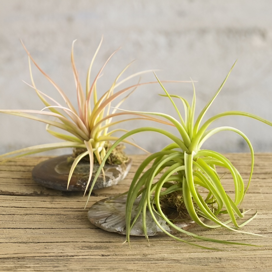 Тилландсия Мэджик Мини (Tillandsia Magic Mini)