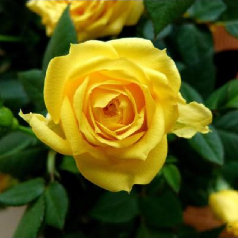 Роза Даника комнатная желтая (Rosa Danica "Yellow") D6см