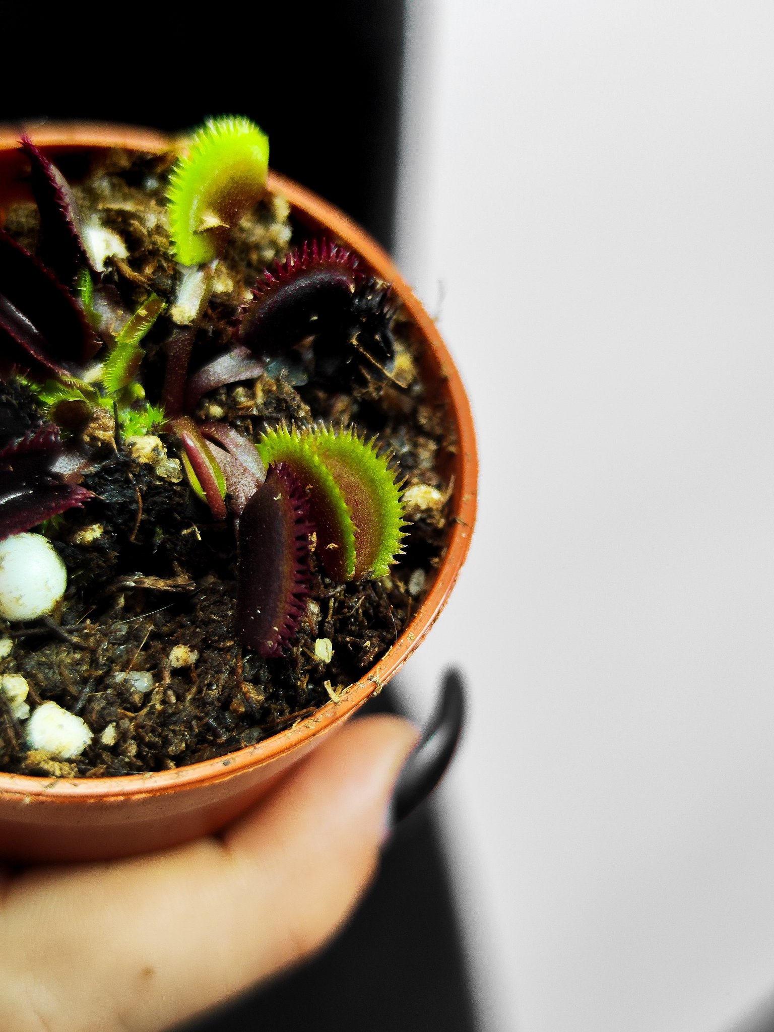 Венерина Мухоловка "Красная Пилообразная" (Dionaea Muscipula "Red Sawtooth") D5см