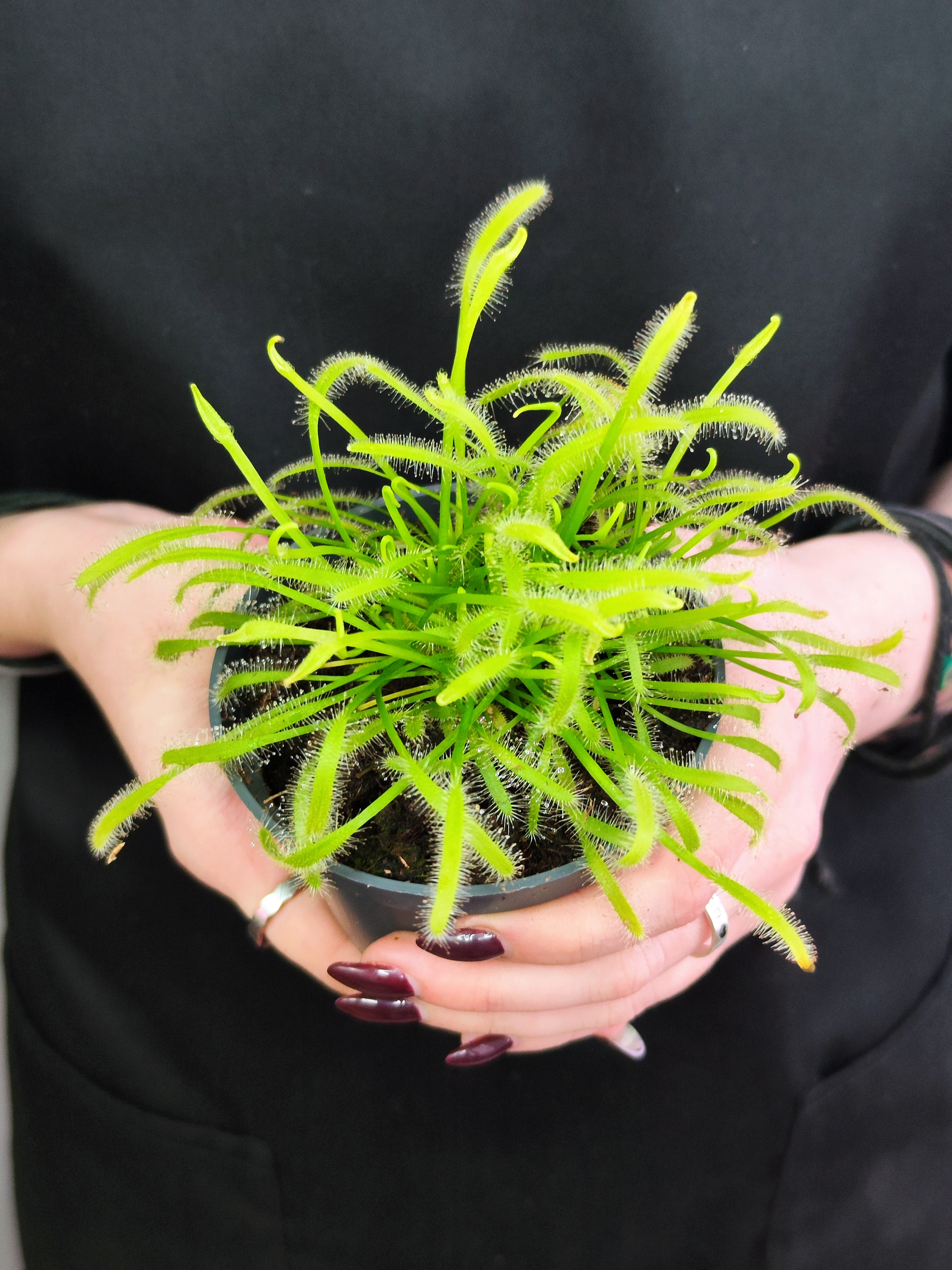 Росянка Альба (Drosera Alba) D9см