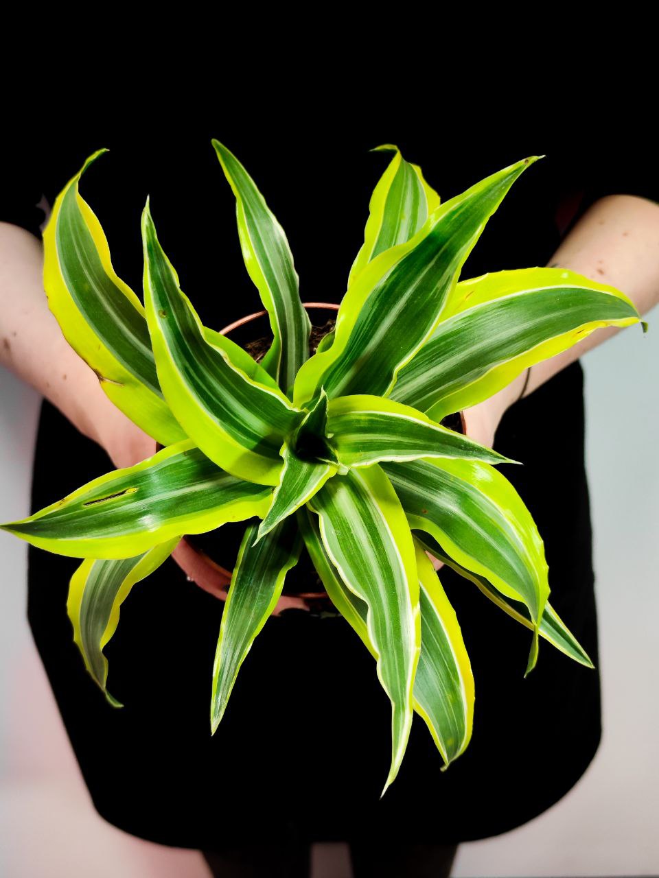 Драцена Лемон Лайм (Dracaena Fragrans Lemon Lime) D12см