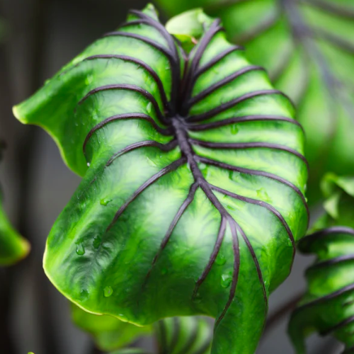 Колоказия Маска Фараона Черная (Colocasia Pharaoh's Mask) D21см (КЛУБНИ)