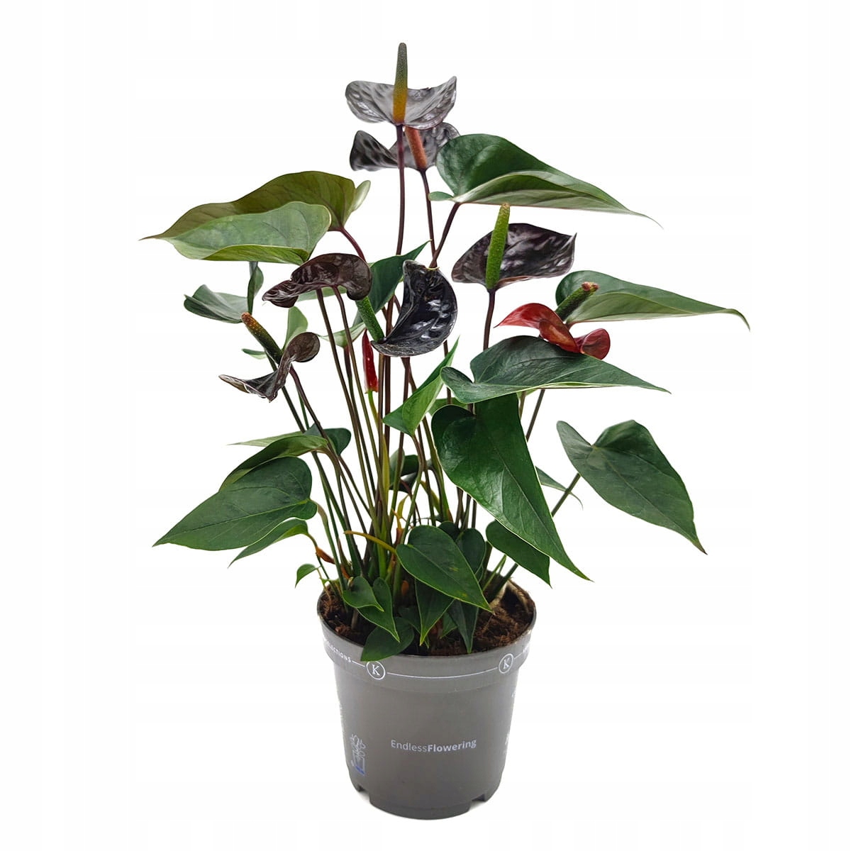 Антуриум Блэк Лав, или Черная Любовь (Anthurium Аndraeanum Black Love) D12см