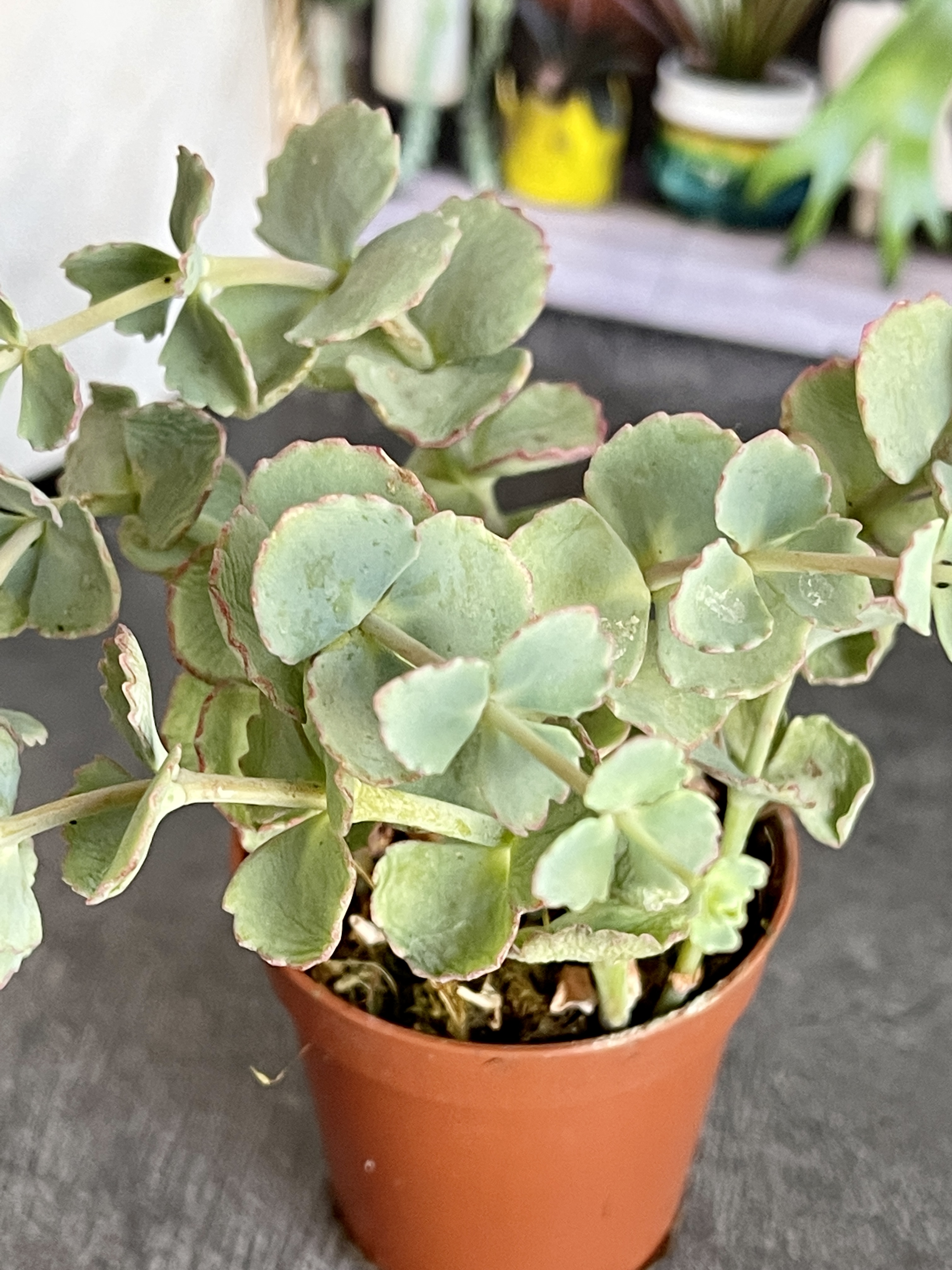 Седум Зибольда (Sedum Sieboldii) D5см