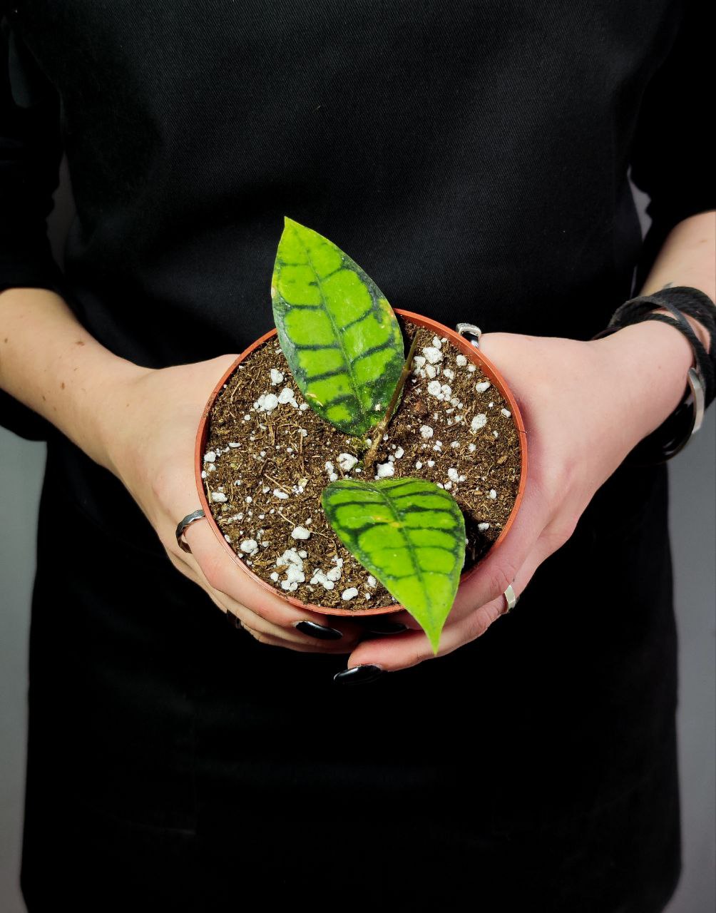 Хойя Блэк Кэт (Hoya Callistophylla Black Cat) D10см