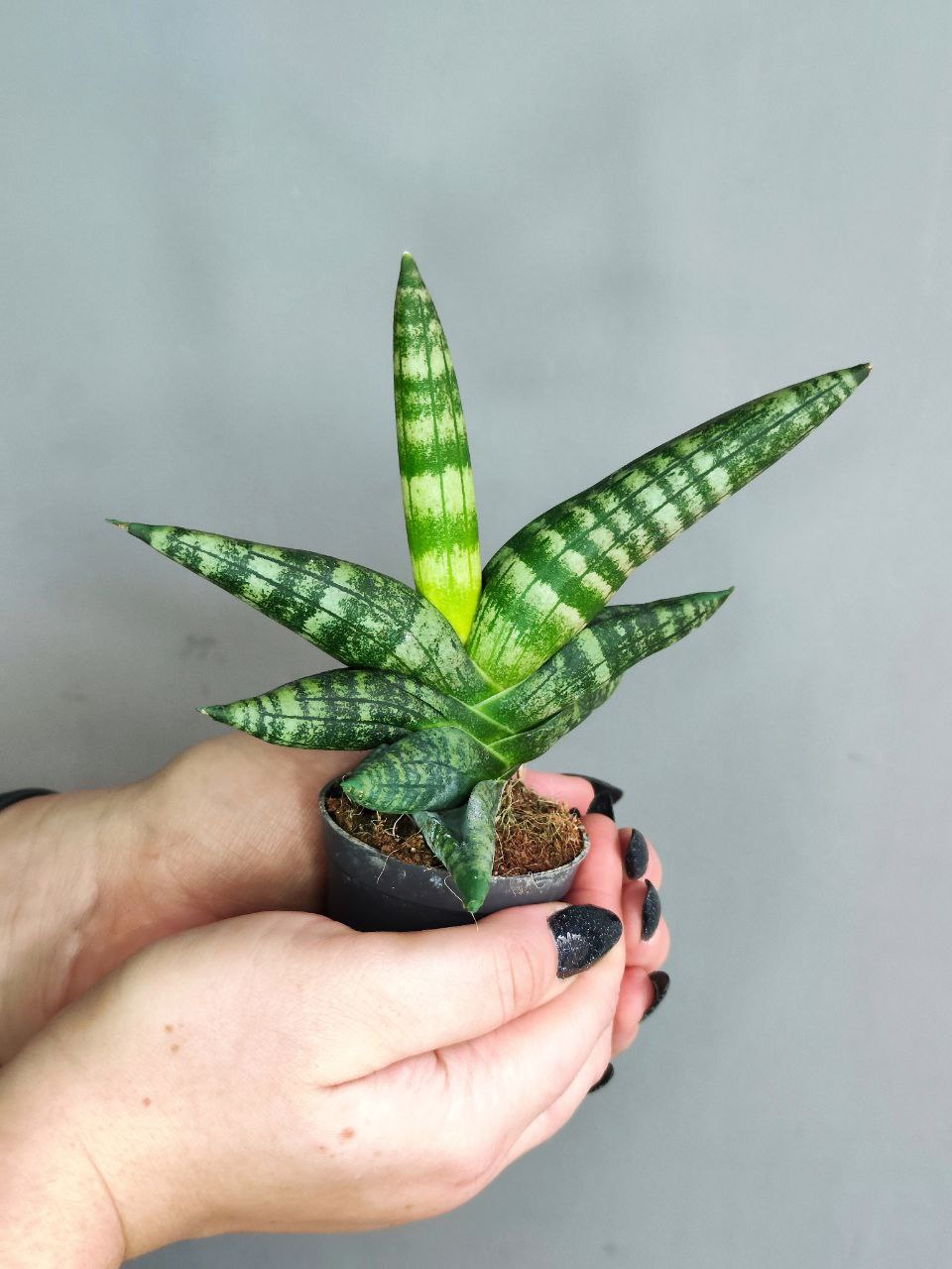 Сансевиерия Цилиндрика Бонцелленсис (Sansevieria Boncellensis) D6см