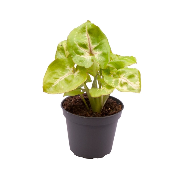 Сингониум Голден Элюжен (Syngonium Golden Allusion) D6см