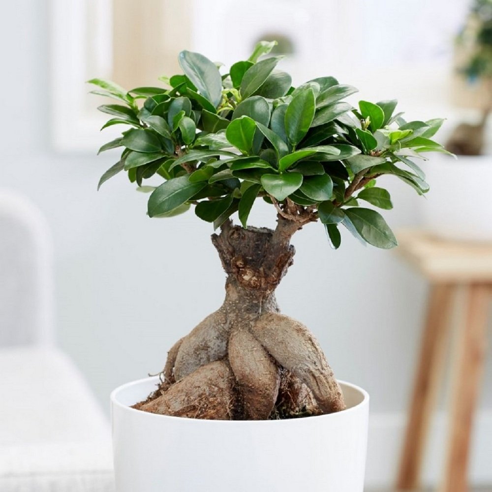 Фикус Микрокарпа (Ficus Мicrocarpa) D12см