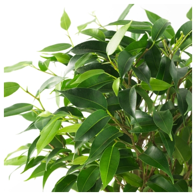 Фикус Бенджамина Наташа (Ficus Benjamina Natasja) D12см