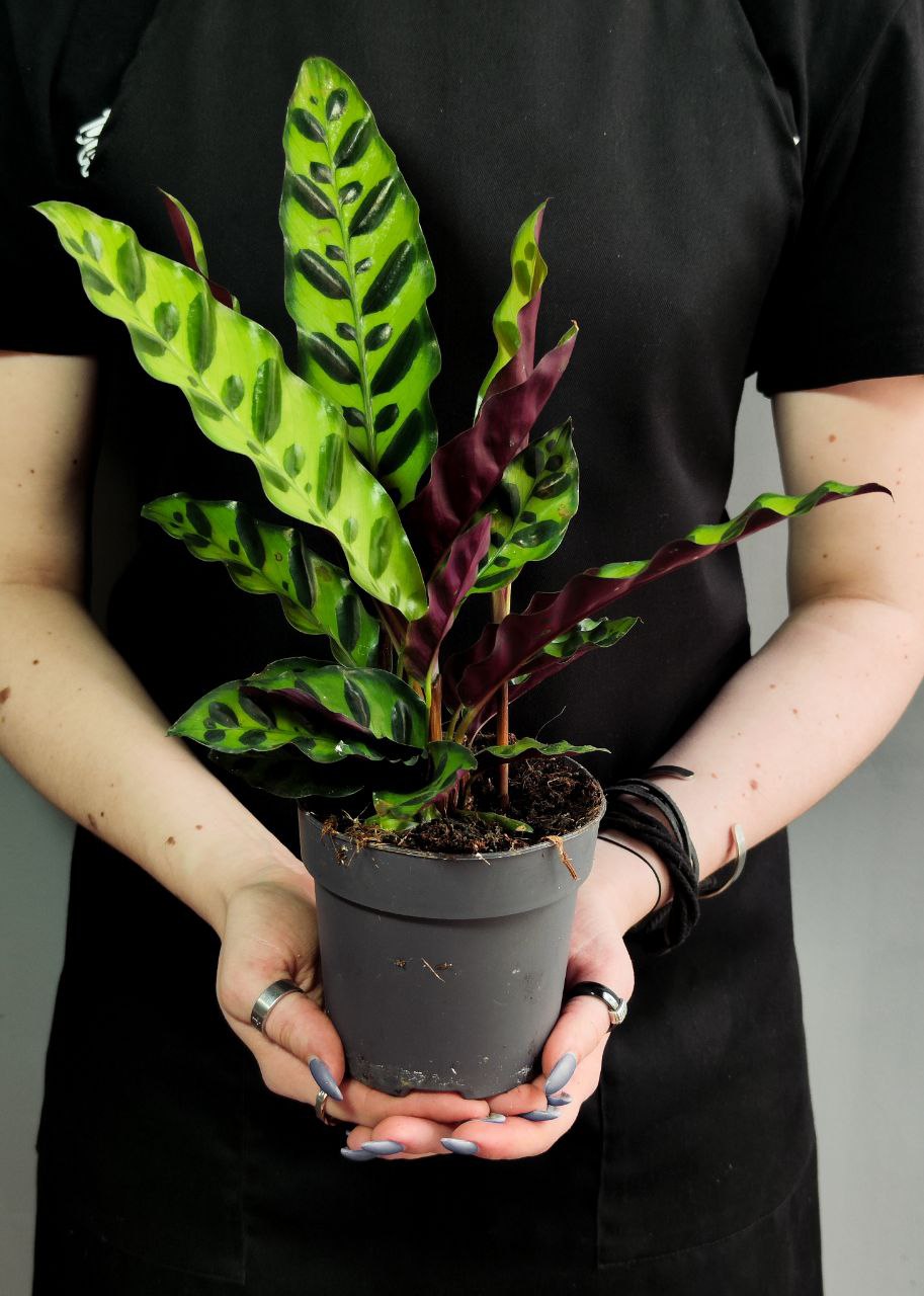 Калатея Лансифолия (Calathea Lancifolia) D12см