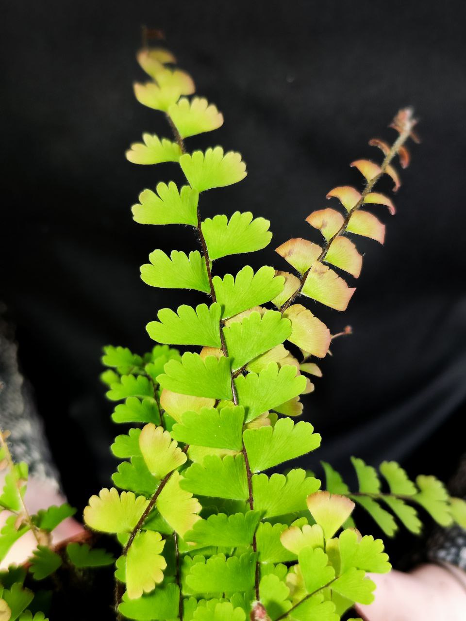 Папоротник Адиантум Хвостатый (Adiantum Caudatum) D12см