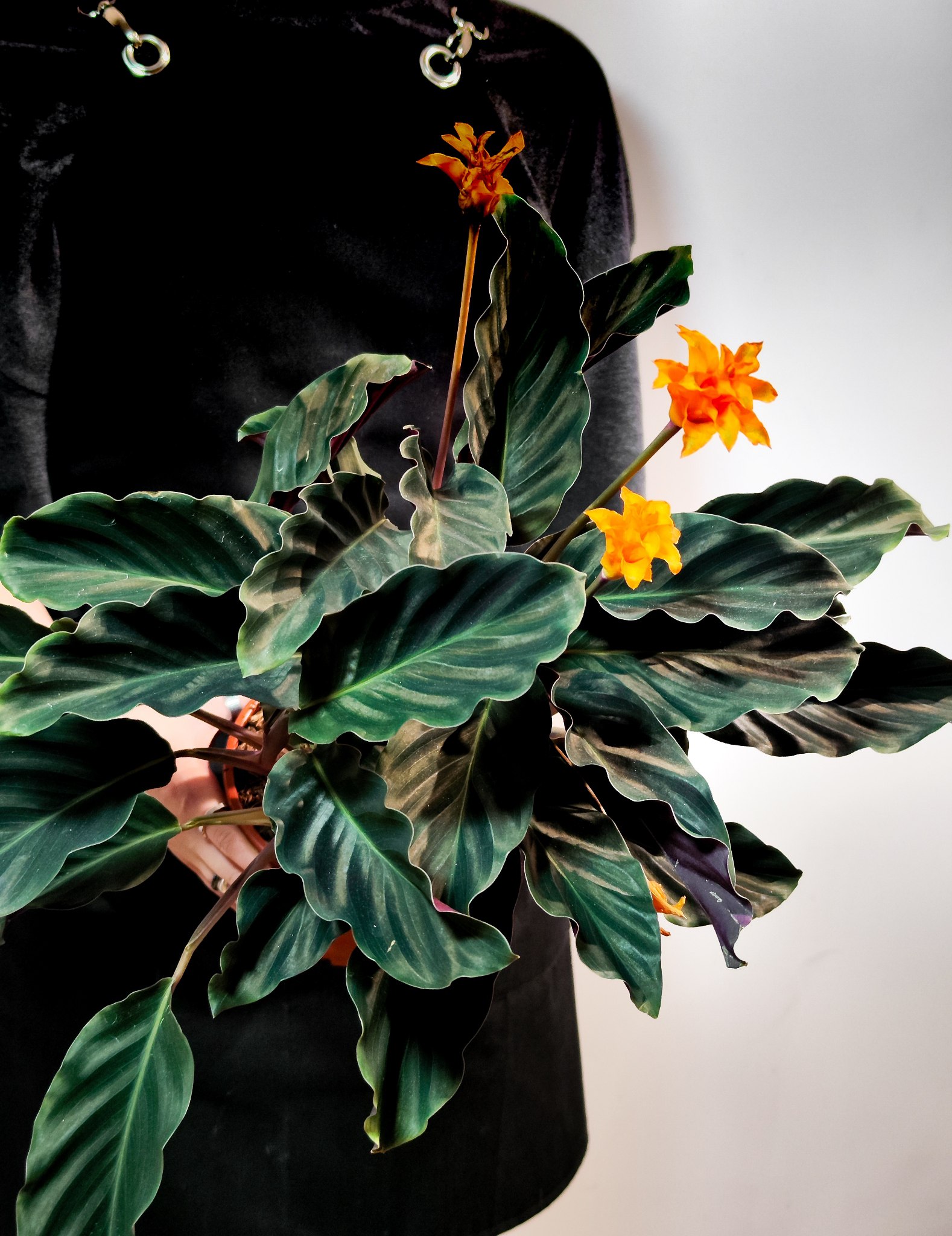 Калатея Кроката, или Калатея Шафранная (Calathea Crocata) D14см