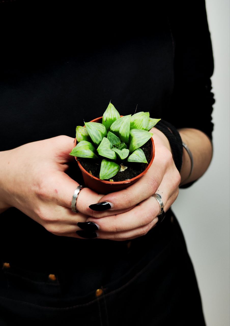 Хавортия Ретуза Мэджик (Haworthia Retusa Magic) D5см