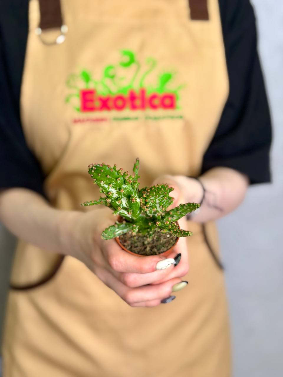 Опунция Монаканта Вариегатная (Opuntia Monacantha Variegata) D5см