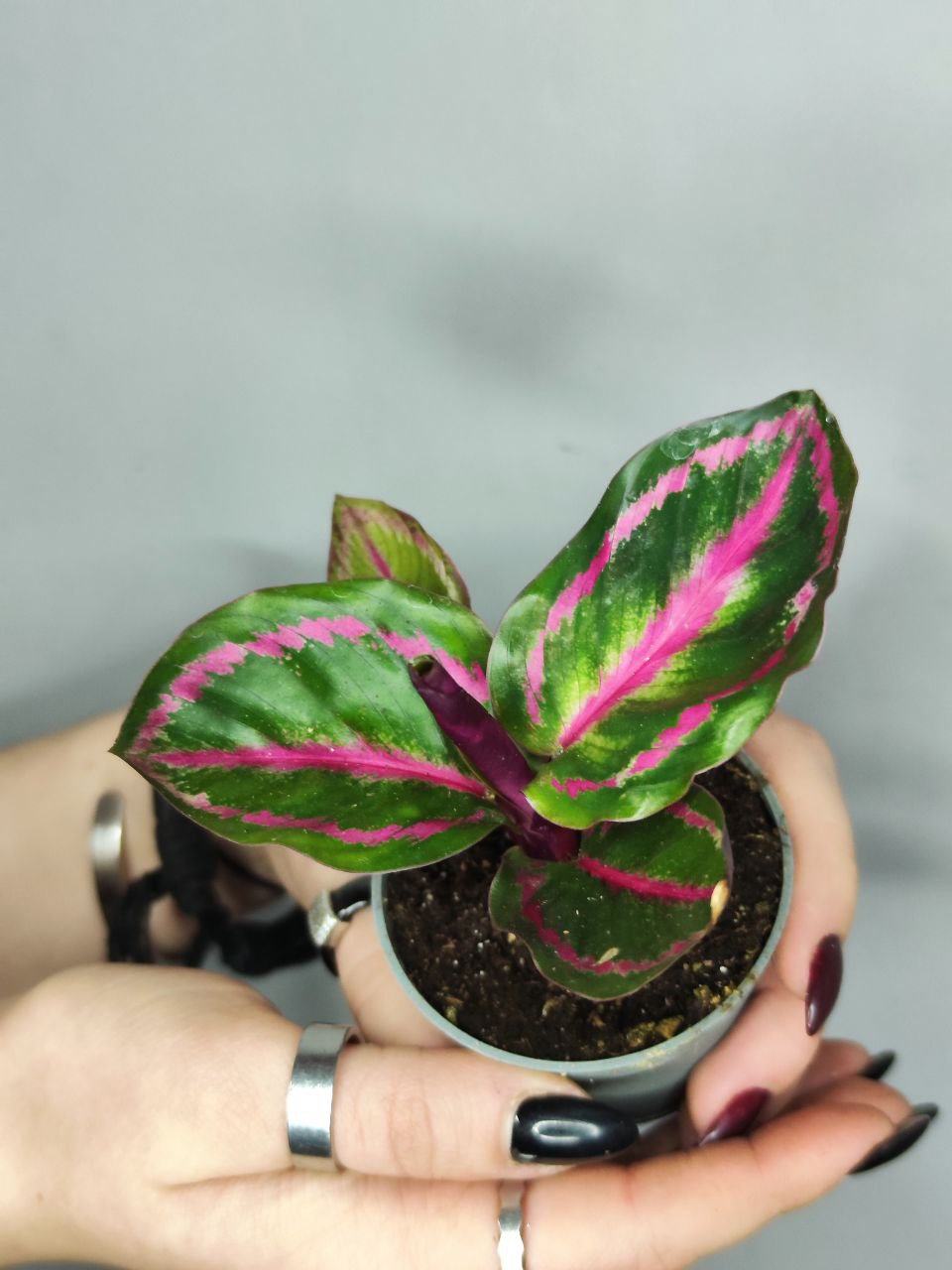 Калатея Розеопикта Иллюстрис (Calathea Roseopicta Illustrious) D6см