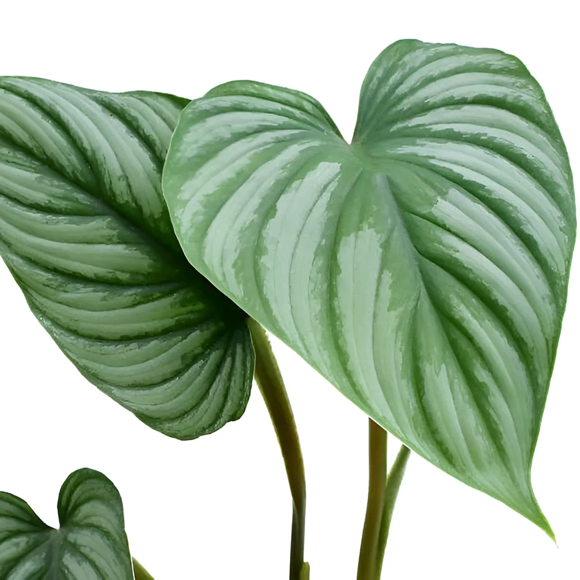 Филодендрон Мамей (Philodendron Mamei) D6см