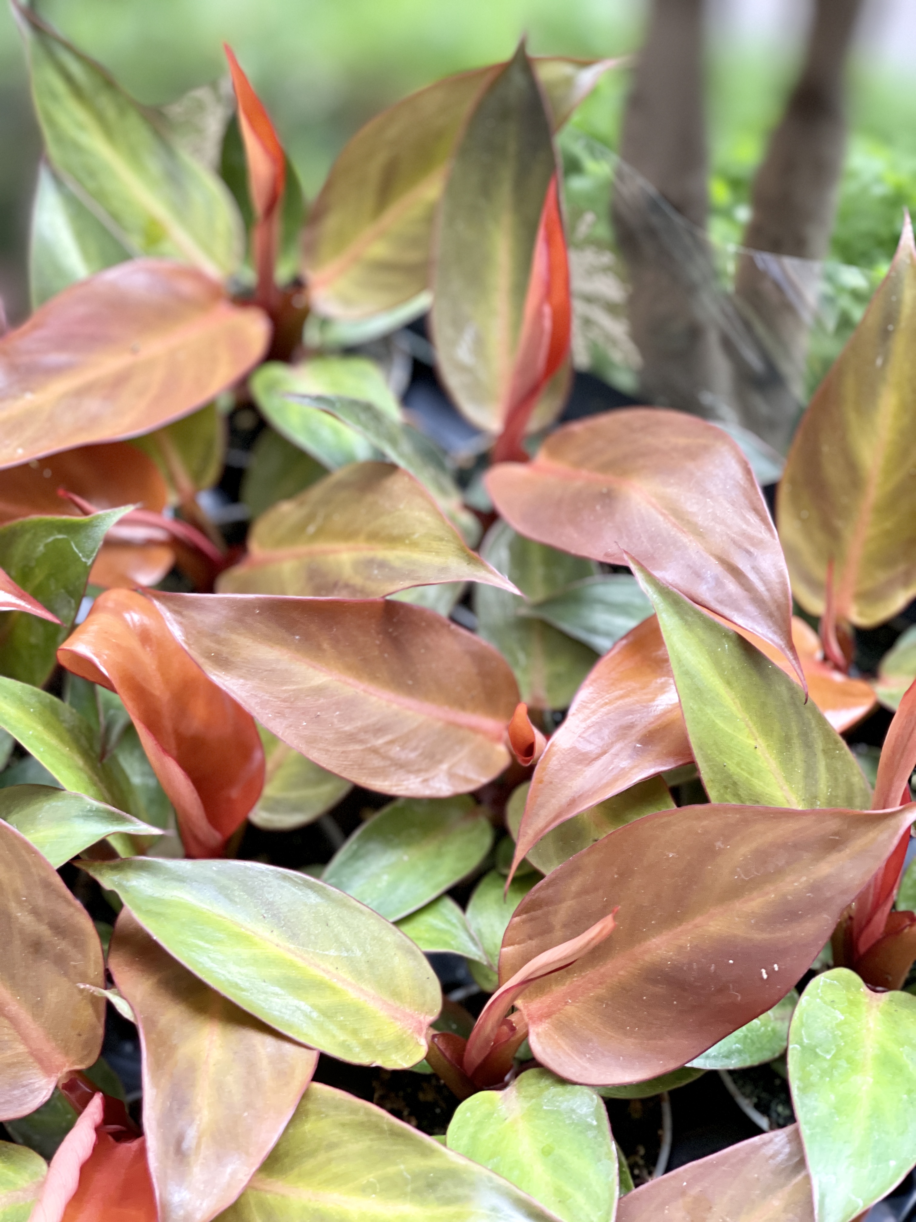 Филодендрон Ред Сан (Philodendron Red Sun) D6см